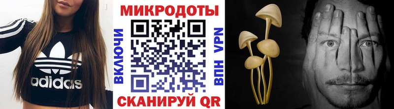 закладки  Пущино  Псилоцибиновые грибы Psilocybe 